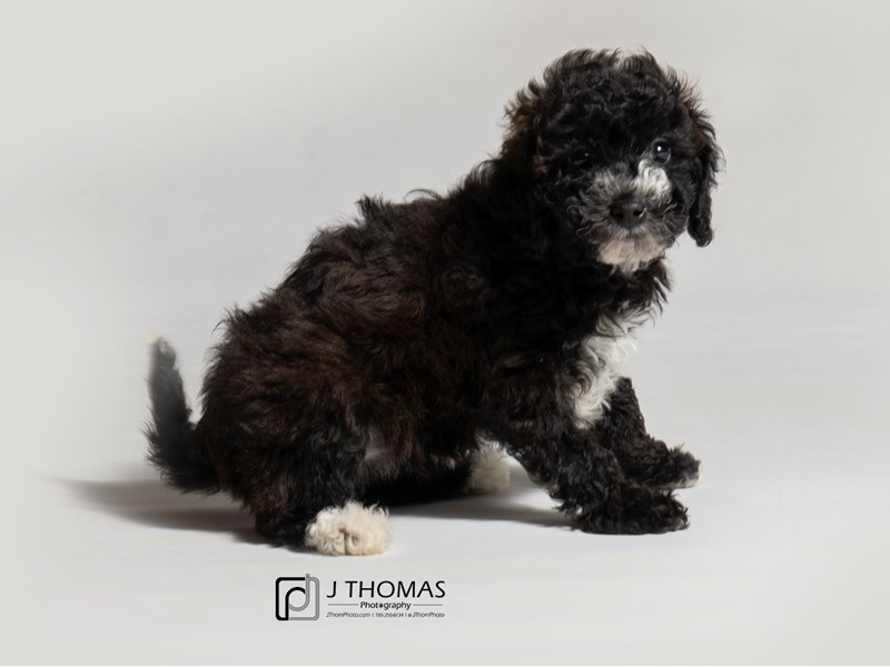 Maltipoo-DOG-Female-Black-3088354-Petland Topeka, Kansas