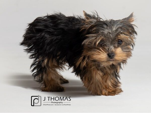 Yorkshire Terrier DOG Female Black / Tan 18557 Petland Topeka, Kansas