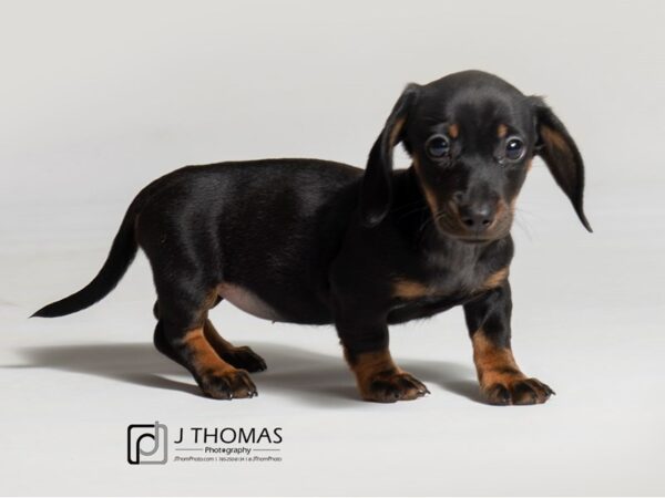 Dachshund-DOG-Female-Black / Tan-18556-Petland Topeka, Kansas