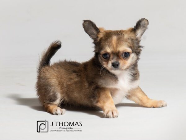 Chihuahua DOG Female Black Sabled Fawn 18555 Petland Topeka, Kansas