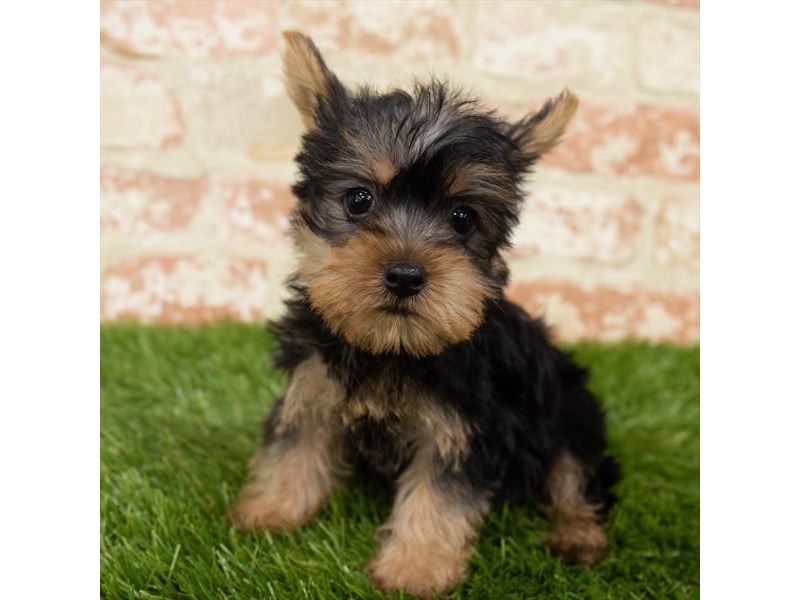 Silky puppies deals