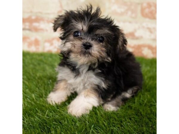 Yorkiepoo DOG Male Black / Tan 18579 Petland Topeka, Kansas