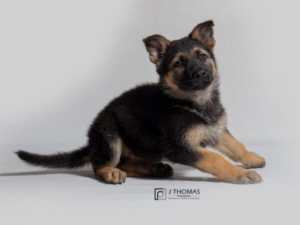 German Shepherd Dog DOG Male Black / Tan 18584 Petland Topeka, Kansas