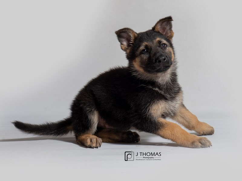 German Shepherd Dog-DOG-Male-Black / Tan-3101380-Petland Topeka, Kansas