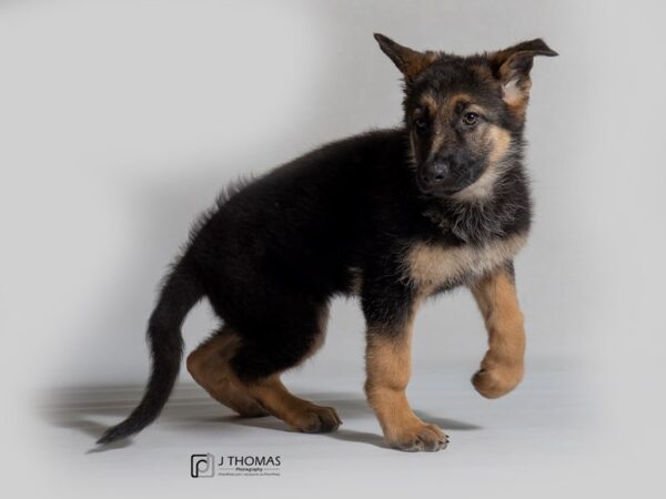 German Shepherd Dog DOG Female Black / Tan 18583 Petland Topeka, Kansas