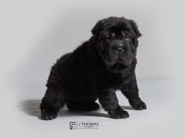 Chinese Shar-Pei DOG Female Black 18581 Petland Topeka, Kansas