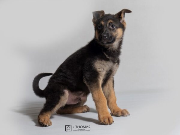 German Shepherd Dog DOG Male Black / Tan 18578 Petland Topeka, Kansas