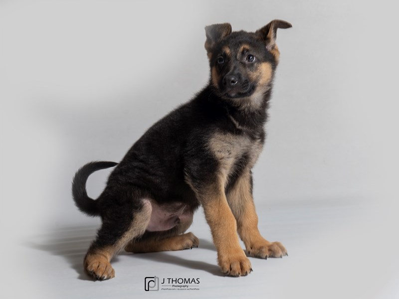 German Shepherd Dog-DOG-Male-Black / Tan-3099870-Petland Topeka, Kansas