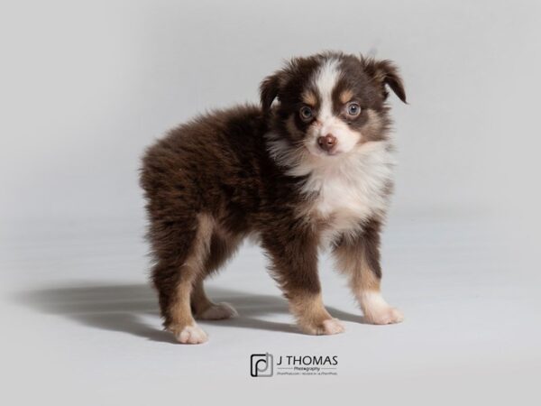 Toy Australian Shepherd DOG Female Red Tan / White 18577 Petland Topeka, Kansas