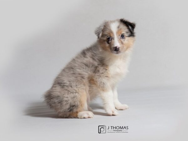 Miniature Australian Shepherd DOG Female Blue Merle 18576 Petland Topeka, Kansas