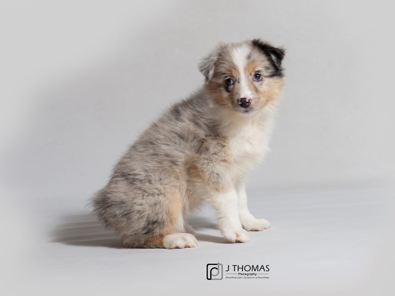 Miniature Australian Shepherd-DOG-Female-Blue Merle-3099860-Petland Topeka, Kansas