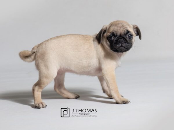 Pug-DOG-Female-Fawn-18574-Petland Topeka, Kansas