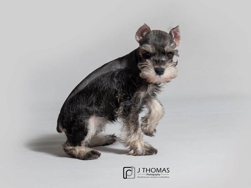 Miniature Schnauzer-DOG-Female-Salt / Pepper-3099914-Petland Topeka, Kansas
