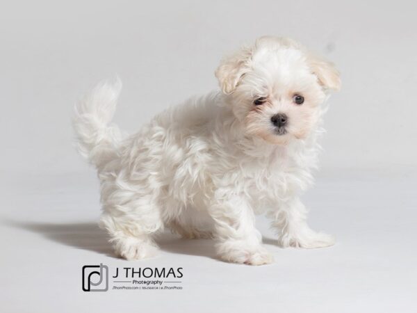 Maltese DOG Female White 18572 Petland Topeka, Kansas