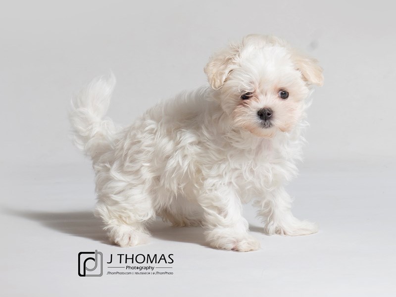 Maltese-DOG-Female-White-3099866-Petland Topeka, Kansas