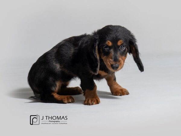 Dachshund DOG Female Black / Tan 18571 Petland Topeka, Kansas