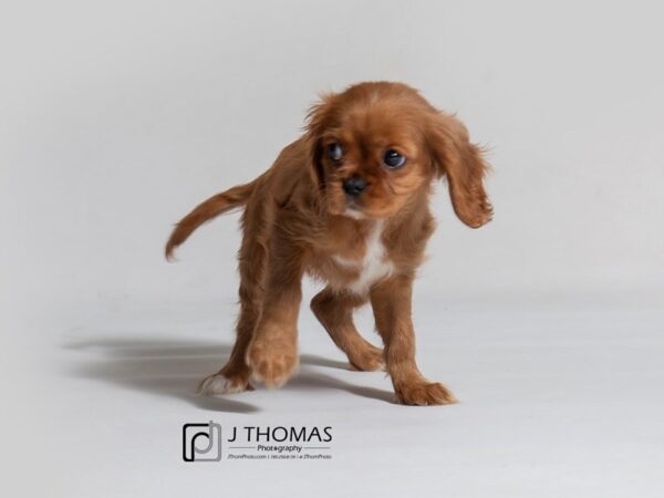 Cavalier King Charles Spaniel DOG Female Ruby 18570 Petland Topeka, Kansas