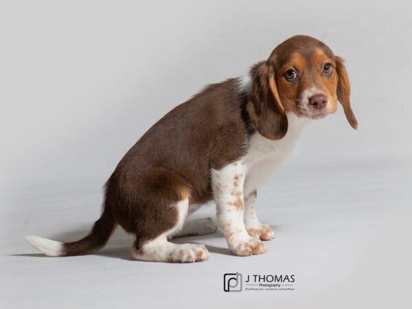 Beagle DOG Female Chocolate White Tan 18569 Petland Topeka, Kansas