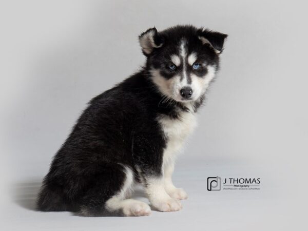 Siberian Husky DOG Female Black / White 18580 Petland Topeka, Kansas