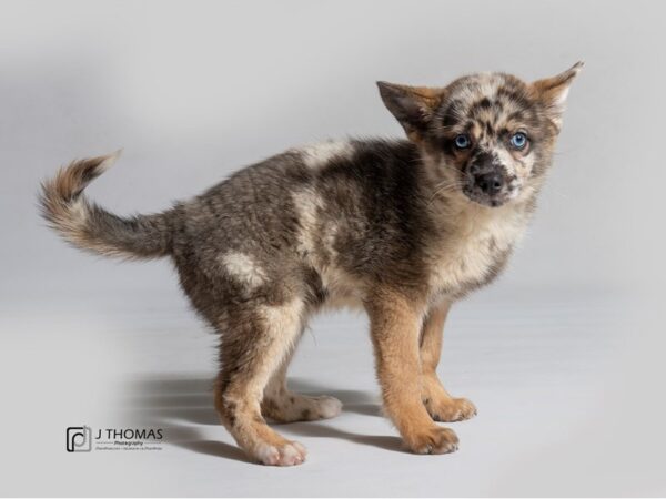 Pomsky-DOG-Male-Blu Mrl-18585-Petland Topeka, Kansas