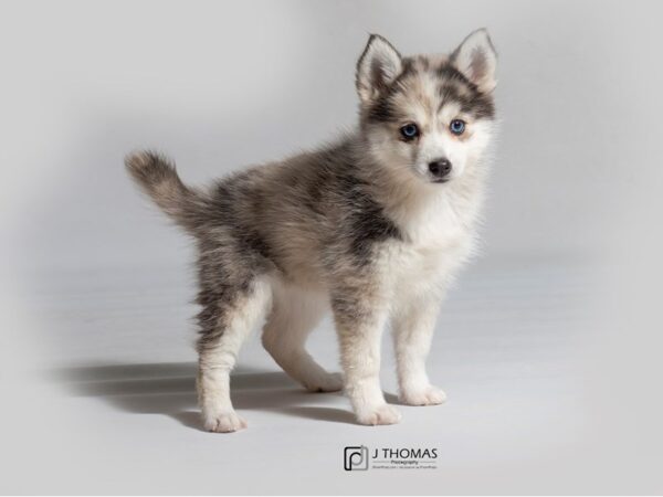 Pomsky-DOG-Female--18582-Petland Topeka, Kansas