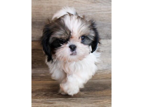 Shih Tzu-DOG-Female-Brindle / White-18587-Petland Topeka, Kansas