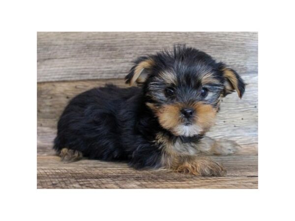 Yorkshire Terrier DOG Female Black / Tan 18588 Petland Topeka, Kansas