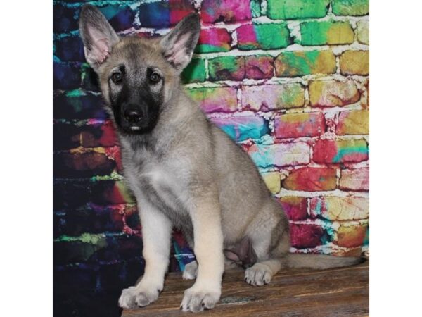 German Shepherd Dog DOG Female Sable 18599 Petland Topeka, Kansas