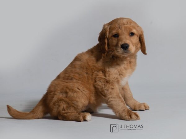 Golden Retriever DOG Female 18598 Petland Topeka, Kansas