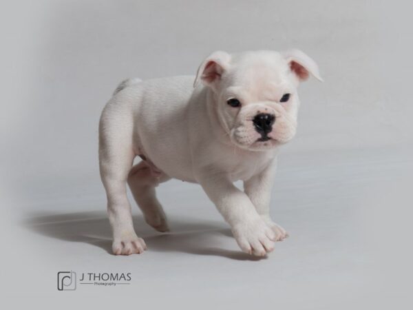 English Bulldog DOG Male White 18590 Petland Topeka, Kansas