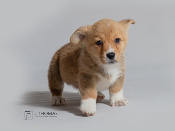 Pembroke Welsh Corgi DOG Male 18596 Petland Topeka, Kansas