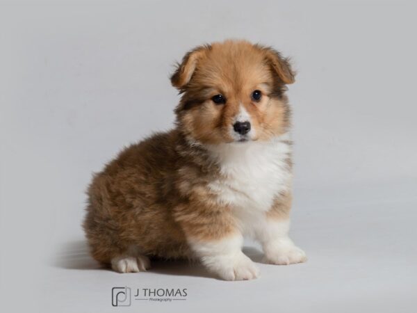 Pembroke Welsh Corgi DOG Female 18597 Petland Topeka, Kansas