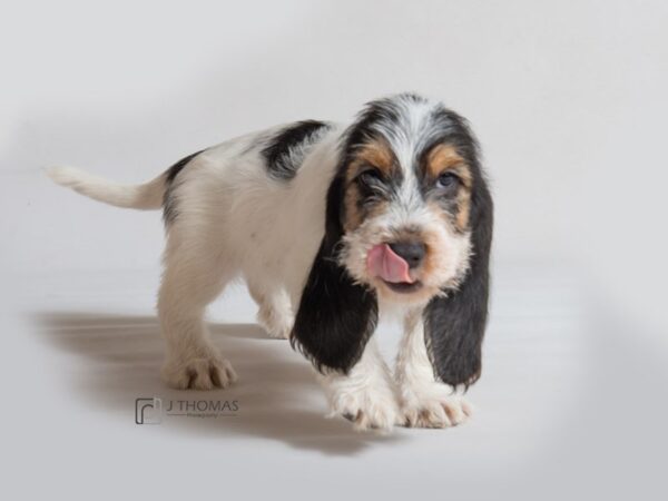 Grand Basset Griffon Vendeen DOG Male Tri Color 18608 Petland Topeka, Kansas