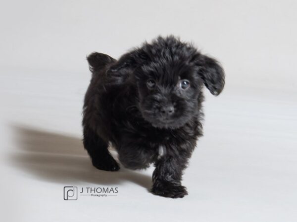 Morkie DOG Female Black 18607 Petland Topeka, Kansas