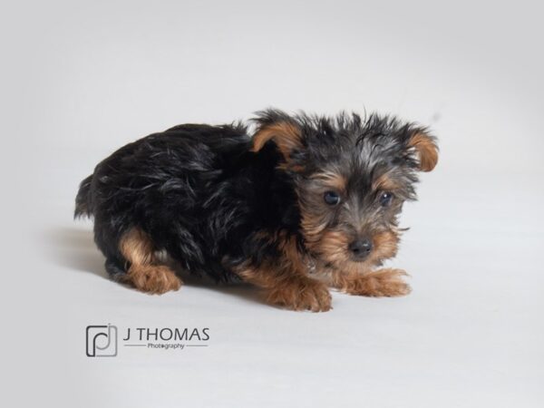 Silky Terrier DOG Female Black / Tan 18606 Petland Topeka, Kansas