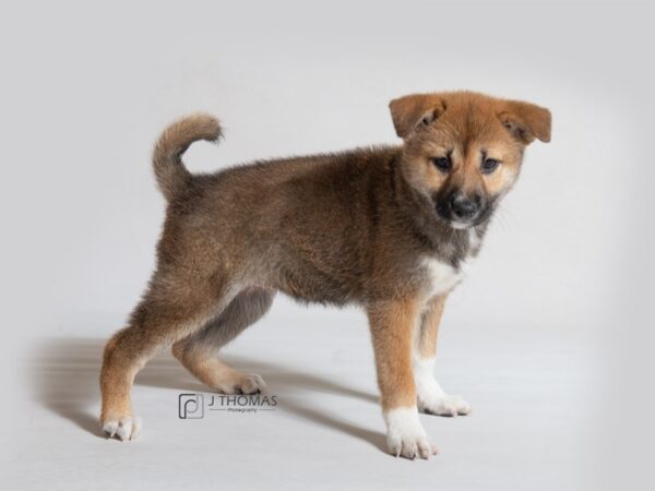 Shiba Inu DOG Female Red Sesame 18605 Petland Topeka, Kansas