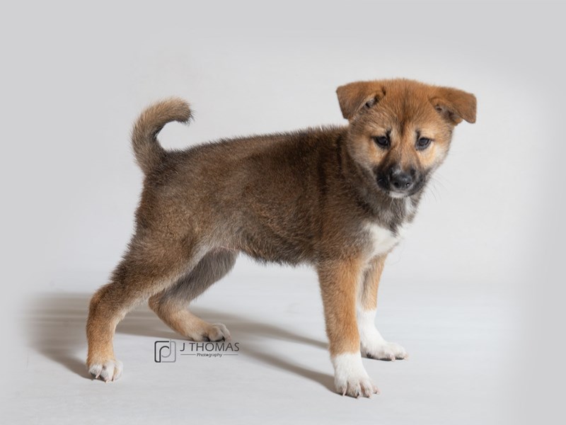 Shiba Inu-DOG-Female-Red Sesame-3121315-Petland Topeka, Kansas