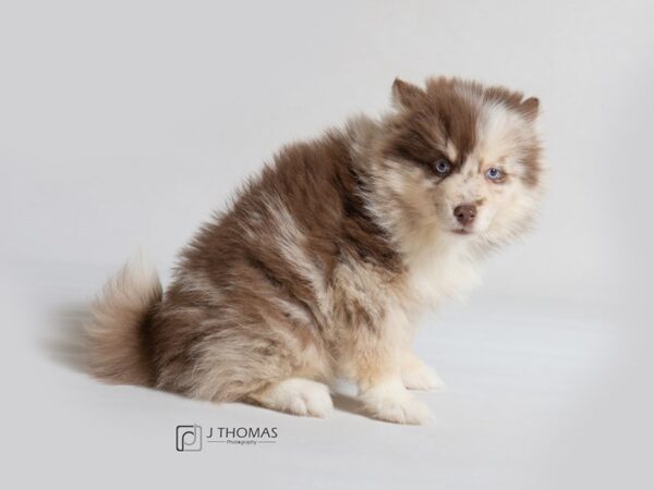 Pomsky-DOG-Female-Red Merle-18603-Petland Topeka, Kansas