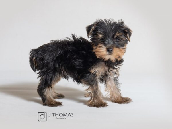 Yorkshire Terrier DOG Male Black / Tan 18602 Petland Topeka, Kansas