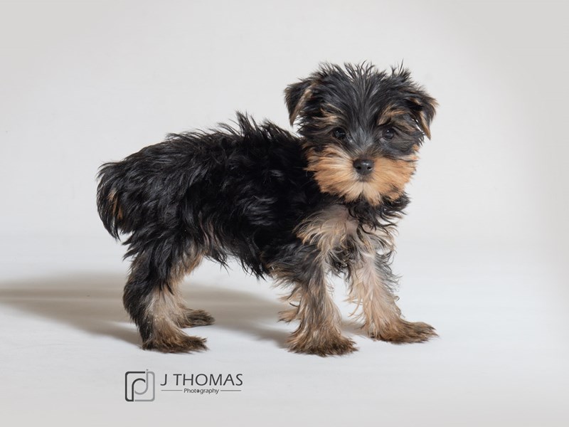 Yorkshire Terrier-DOG-Male-Black / Tan-3121308-Petland Topeka, Kansas