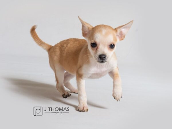 Chihuahua DOG Female Fawn / White 18601 Petland Topeka, Kansas