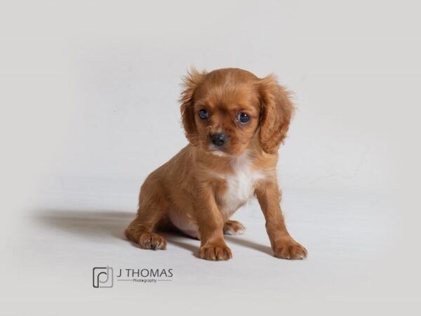 Cavalier King Charles Spaniel DOG Male Ruby 18600 Petland Topeka, Kansas