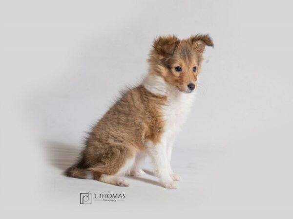 Shetland Sheepdog DOG Female Sable / White 18594 Petland Topeka, Kansas