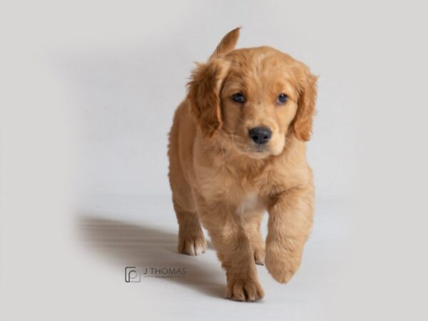 Golden Retriever DOG Female Golden 18593 Petland Topeka, Kansas