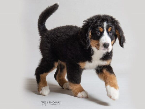 Bernese Mountain Dog DOG Female Black / Rust 18591 Petland Topeka, Kansas