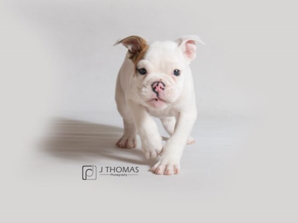 English Bulldog DOG Male White and Fawn 18589 Petland Topeka, Kansas