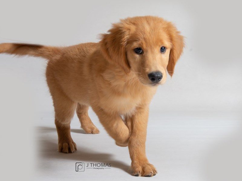 Golden Retriever-DOG-Male-Golden-3110363-Petland Topeka, Kansas
