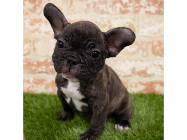 French Bulldog-DOG-Male-Brindle-18622-Petland Topeka, Kansas