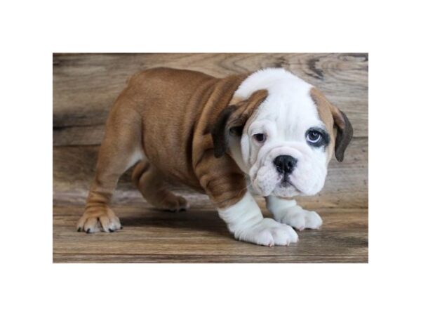 Bulldog DOG Female Red / White 18616 Petland Topeka, Kansas