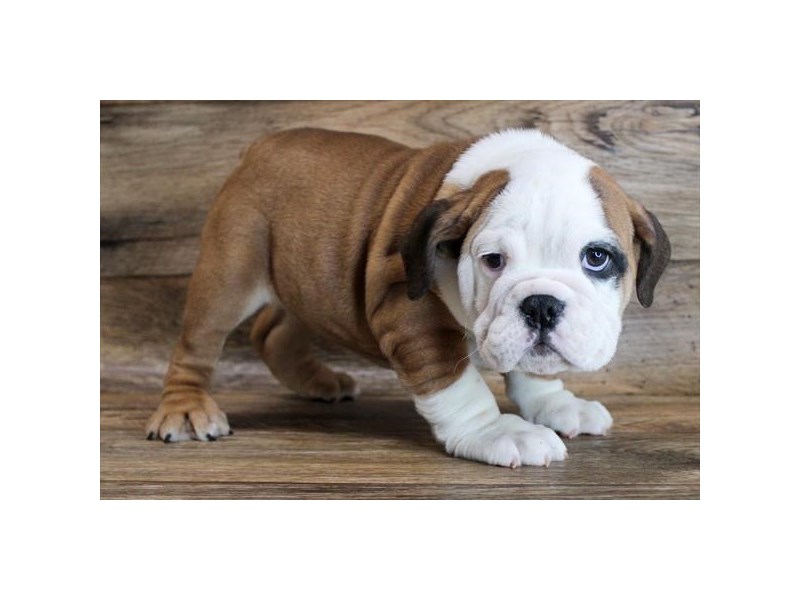 Bulldog-DOG-Female-Red / White-3131771-Petland Topeka, Kansas